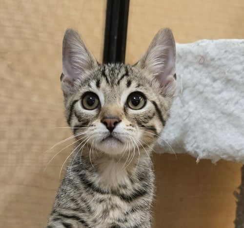 ALBERTO - Domestic Short Hair available for adoption