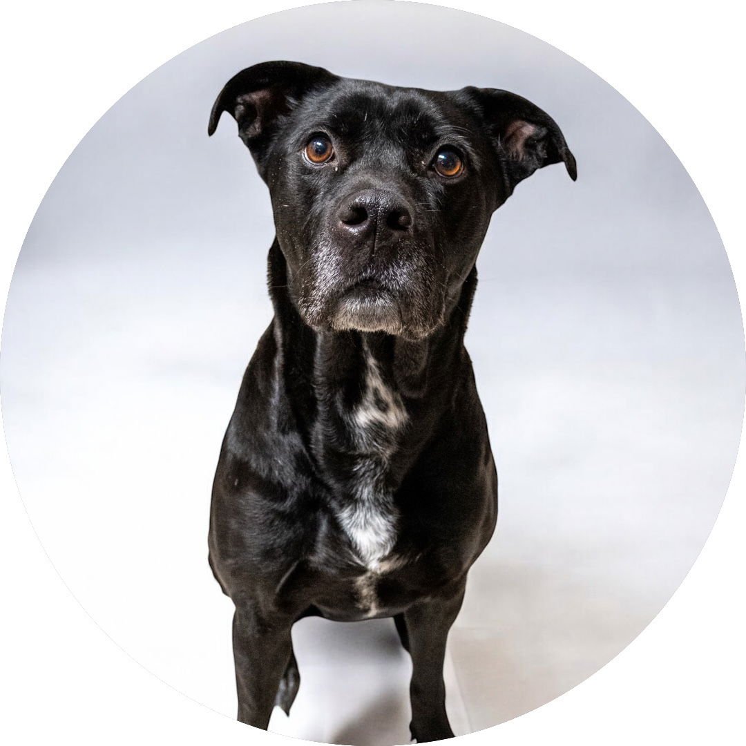 TWINKLE TOES - American Pit Bull Terrier available for adoption