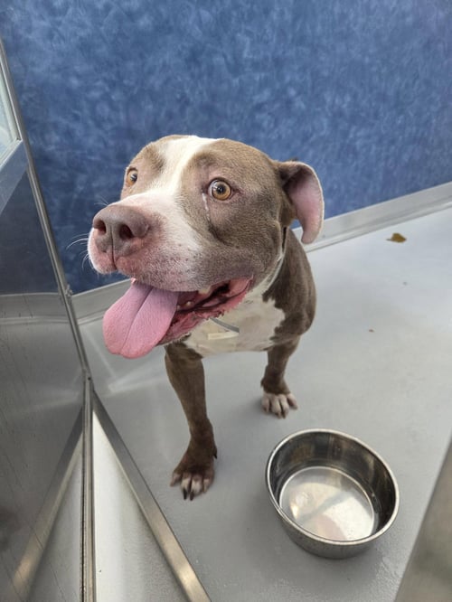WARRIO - Pit Bull Terrier available for adoption