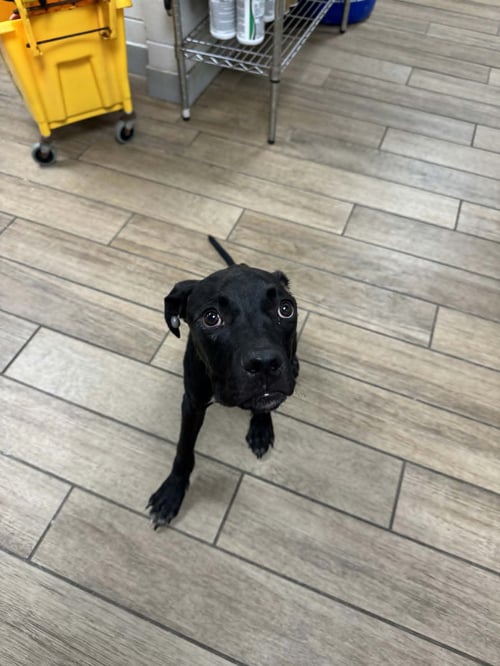TOMMY PICKLES - Labrador Retriever available for adoption
