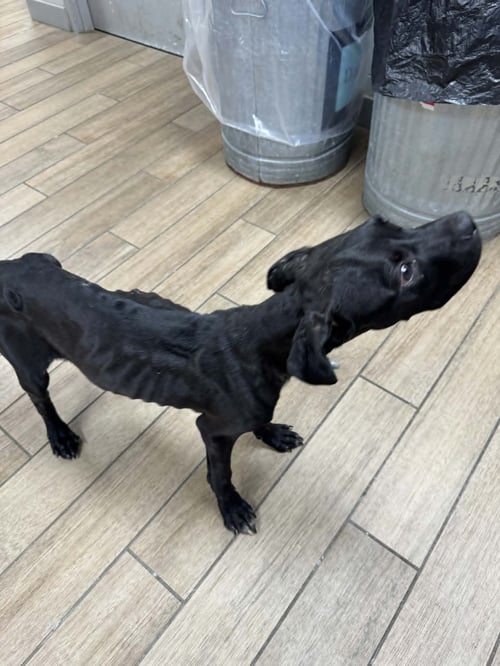 TOMMY PICKLES - Labrador Retriever available for adoption