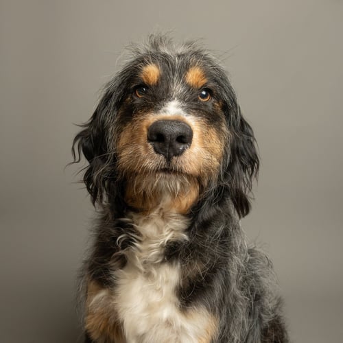 CLYDE - German Wirehaired Pointer / Galgo Spanish Greyhound available for adoption