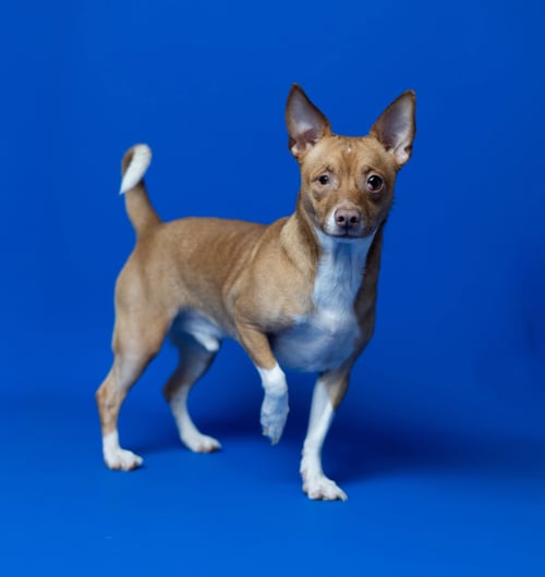 BISCUIT - Chihuahua available for adoption