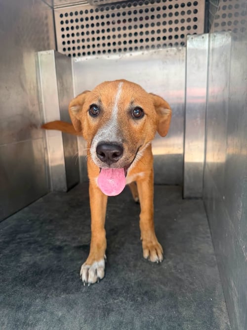 DEXTER - Labrador Retriever available for adoption