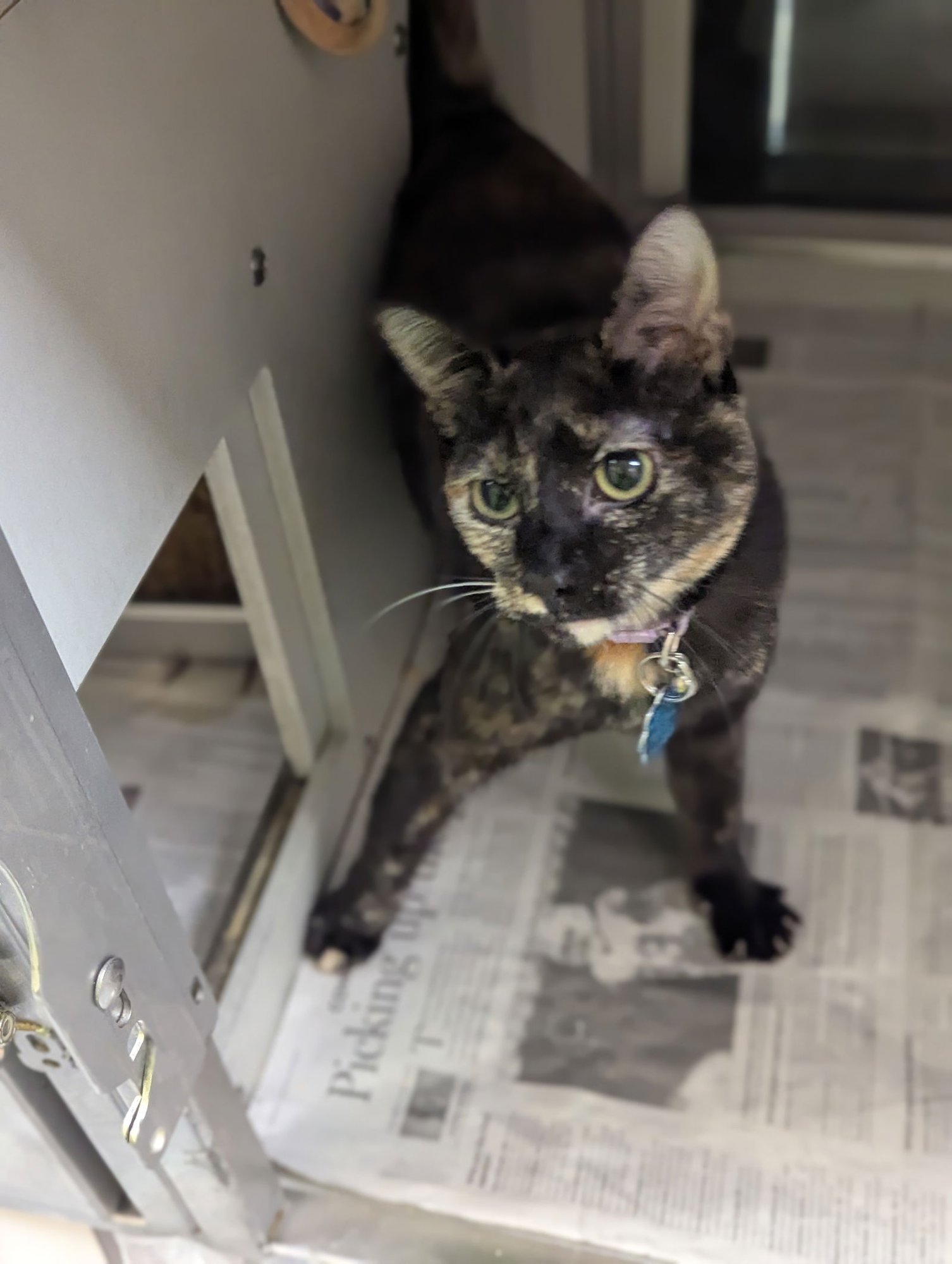 SUGAR - Domestic Short Hair available for adoption