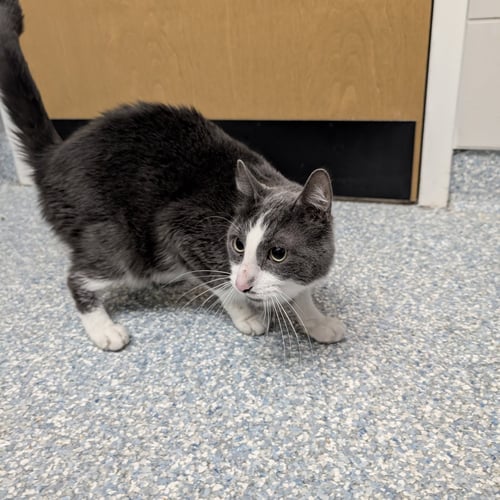 ASHER - Domestic Short Hair available for adoption