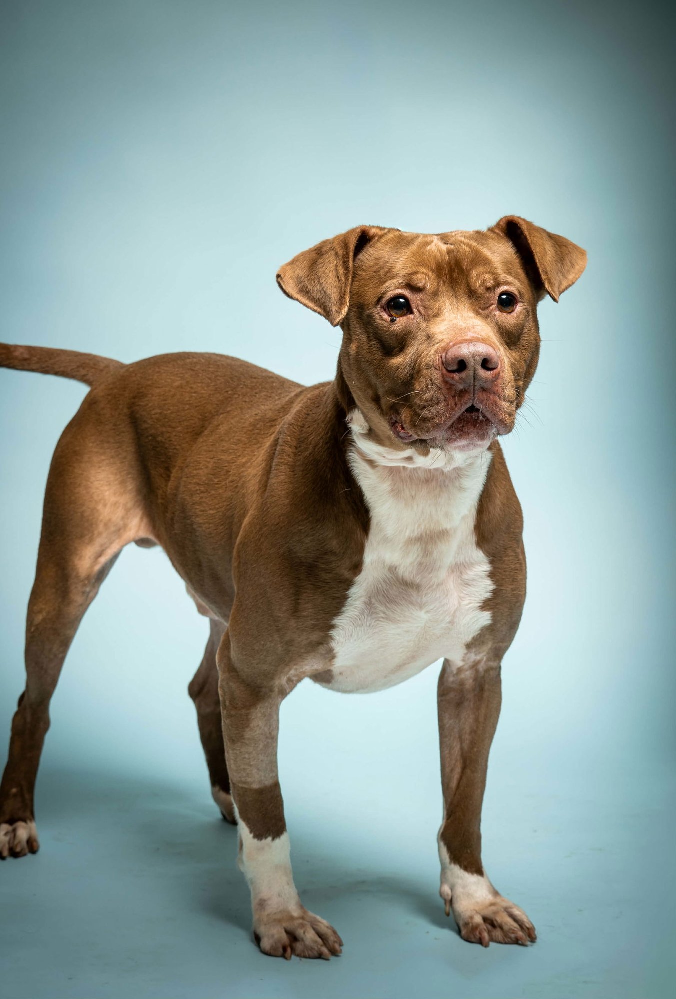 DRAKKO - American Pit Bull Terrier available for adoption
