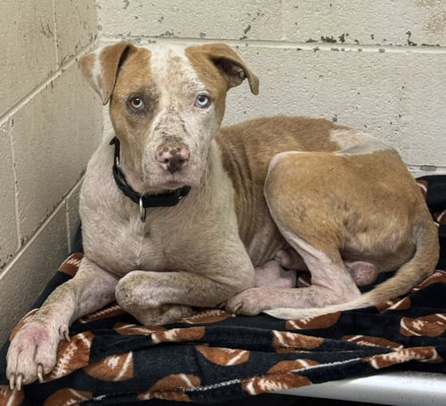 OZARK - Pit Bull Terrier available for adoption