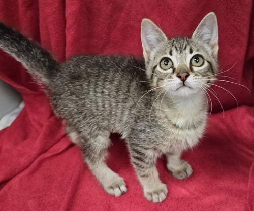 PINK LEMONADE - Domestic Short Hair available for adoption