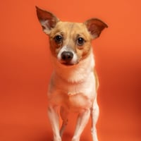 Max - Photo 1