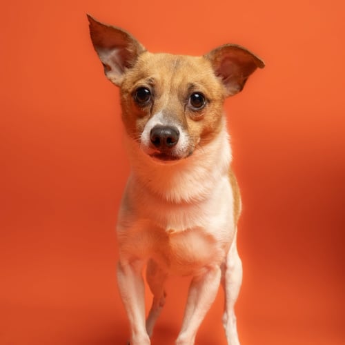 MAX - Chihuahua available for adoption