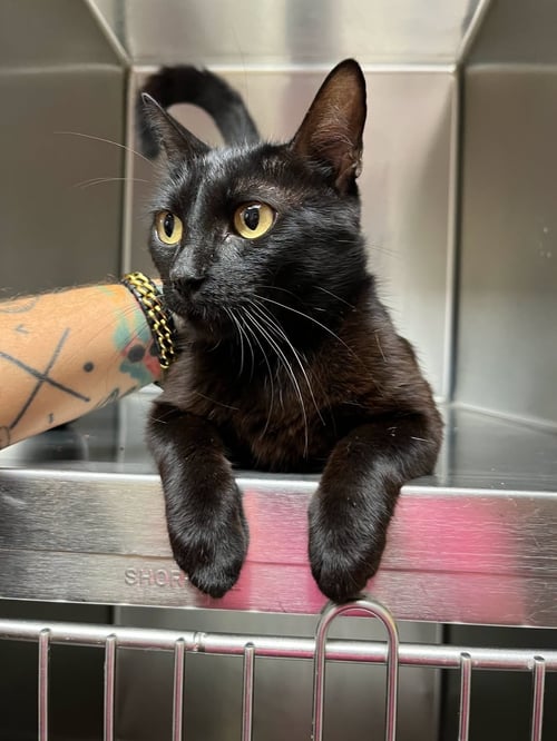 DOLLY - Domestic Short Hair available for adoption