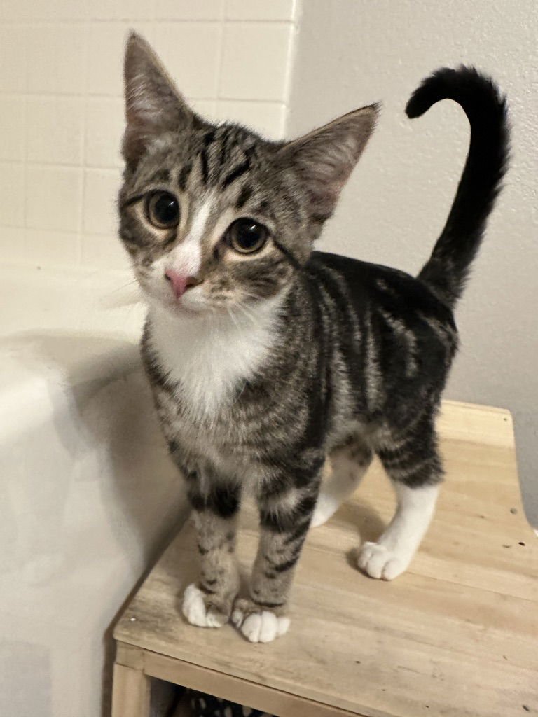 MISTY - Domestic Short Hair available for adoption