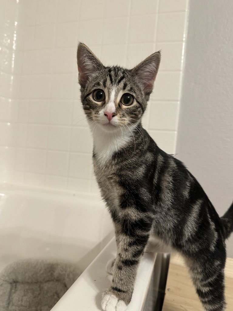 MISTY - Domestic Short Hair available for adoption