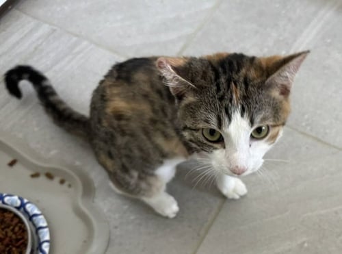 BOWIE - Domestic Short Hair available for adoption