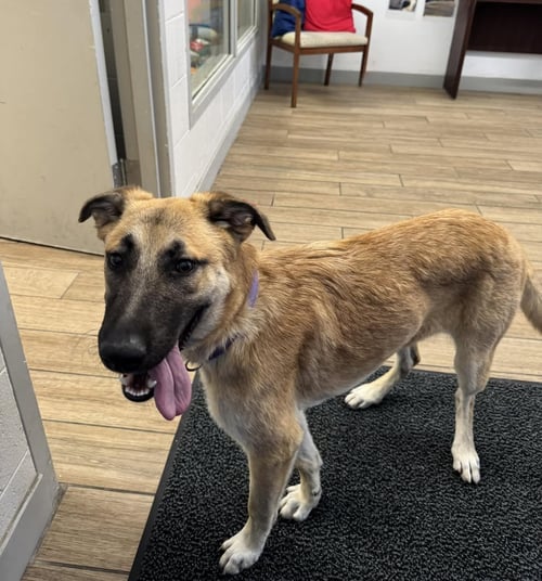VIOLET - German Shepherd Dog available for adoption