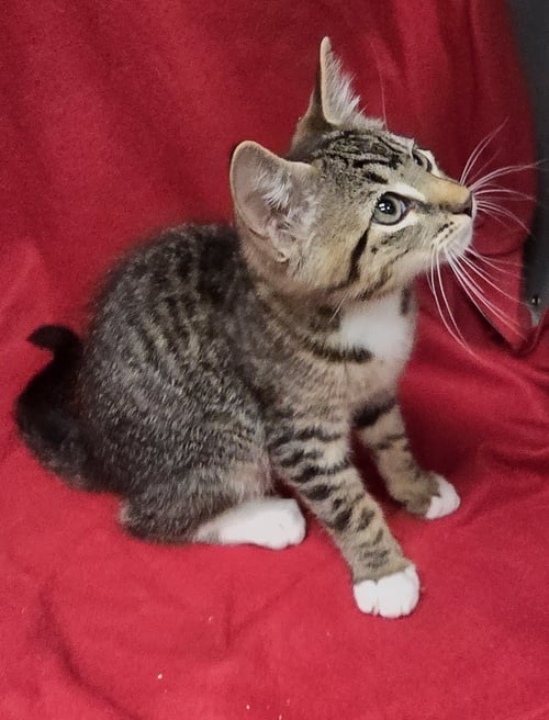 LUKA - Domestic Short Hair available for adoption
