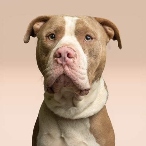 KERMIT - Pit Bull Terrier available for adoption