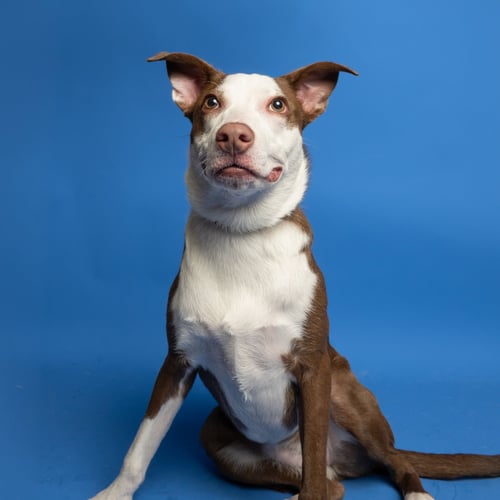 WEDNESDAY - Australian Cattle Dog/Blue Heeler available for adoption
