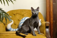 Buttercup - Photo 2