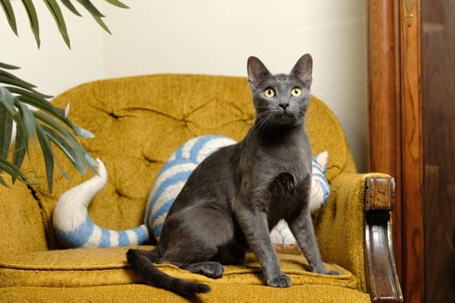 BUTTERCUP - Domestic Short Hair available for adoption