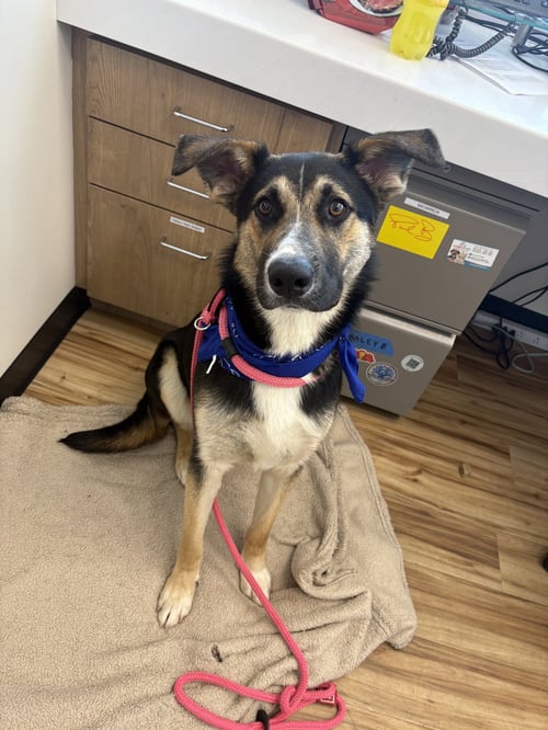 DILL PICKLES - German Shepherd Dog available for adoption
