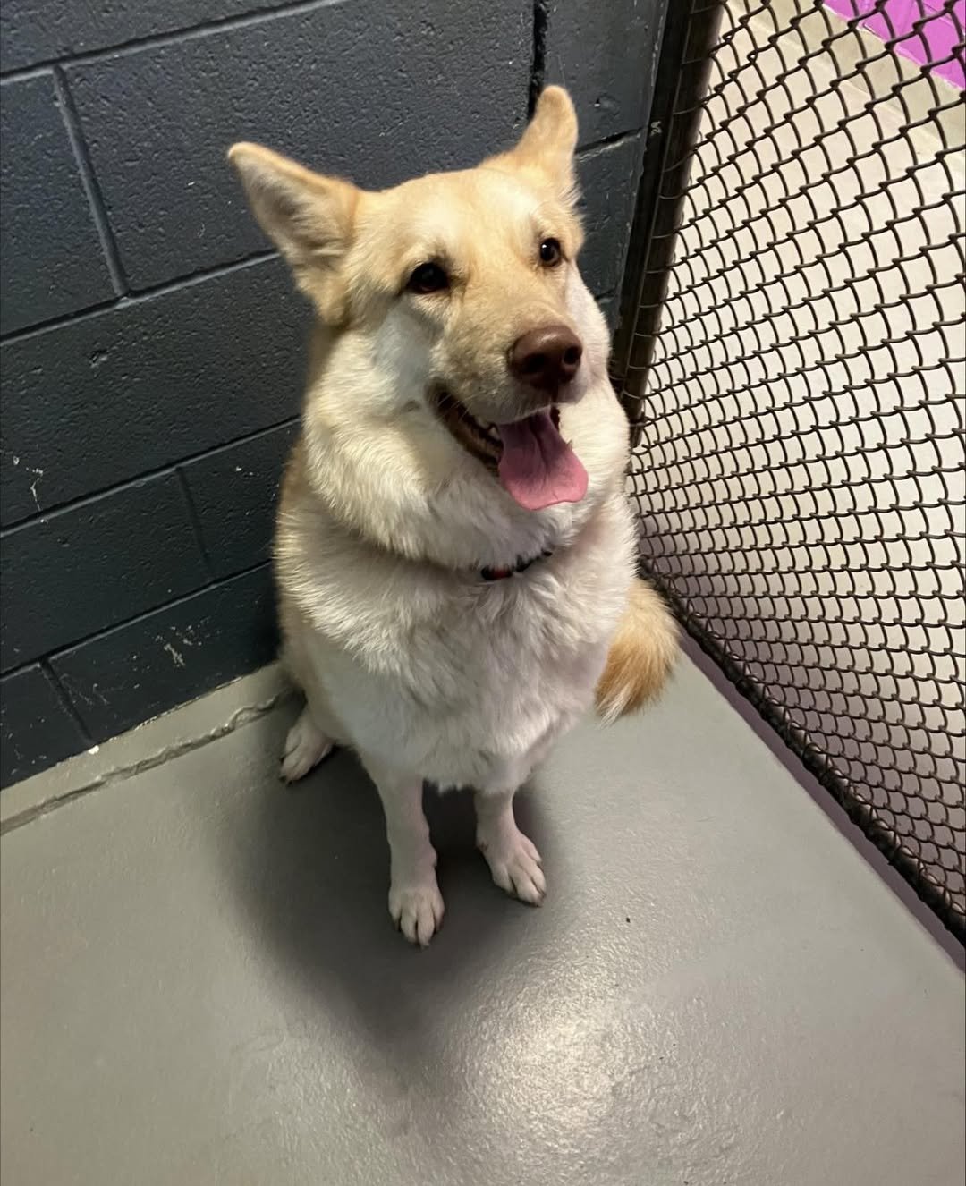 ISABEL - Husky available for adoption