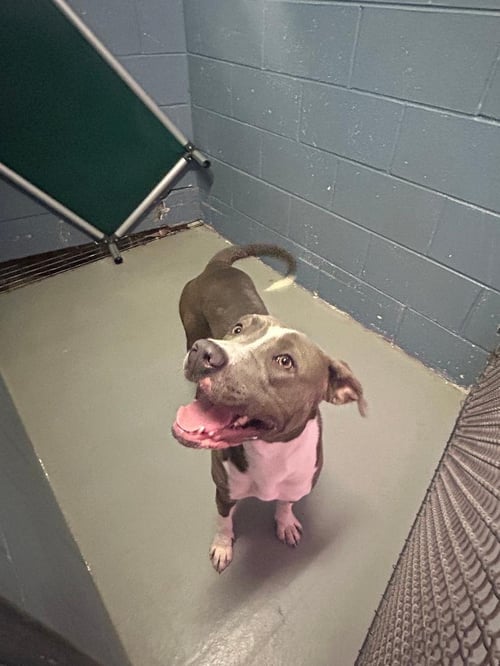 CALYPSO - Pit Bull Terrier available for adoption