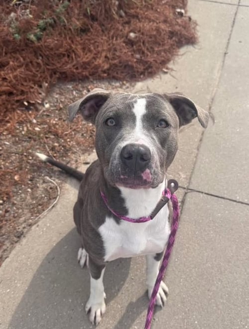CALYPSO - Pit Bull Terrier available for adoption