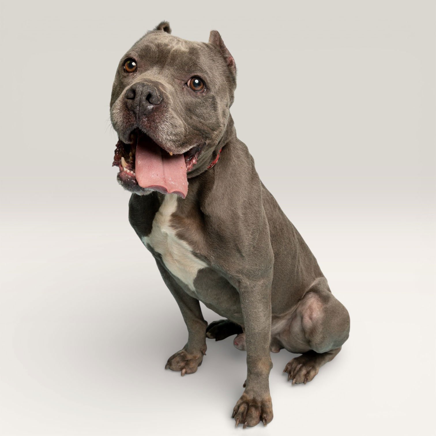 MR. BUBBLES - Cane Corso Mastiff for adoption in Mesquite