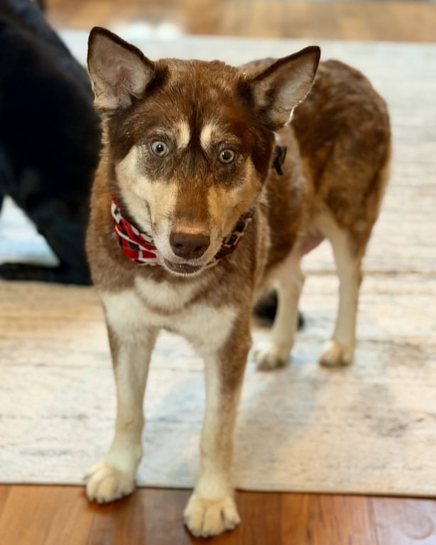 Shiloh Image