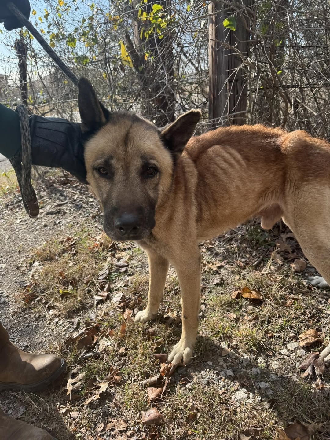HOMER - German Shepherd Dog available for adoption