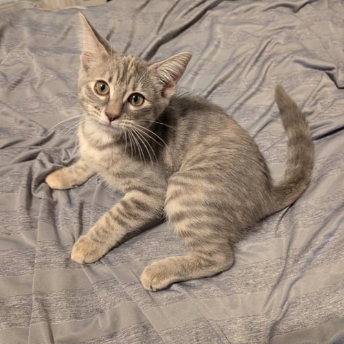 MATCHA - Domestic Short Hair available for adoption