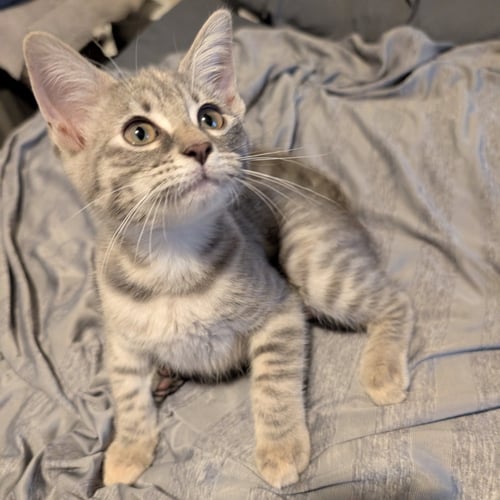 MATCHA - Domestic Short Hair available for adoption