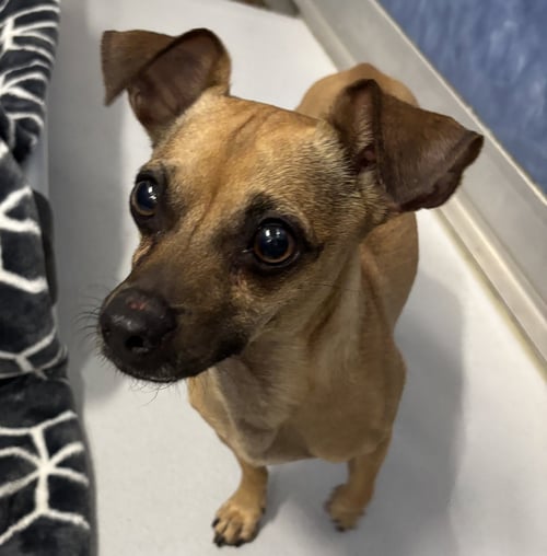 EMILIO - Chihuahua available for adoption