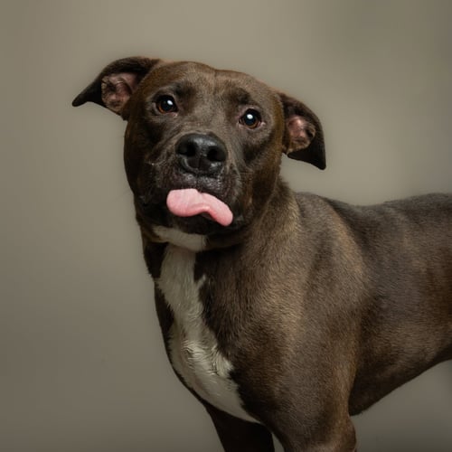 JADE - Pit Bull Terrier available for adoption
