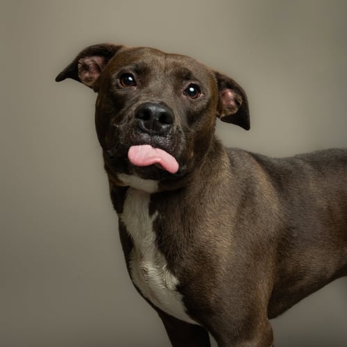 JADE - Pit Bull Terrier available for adoption