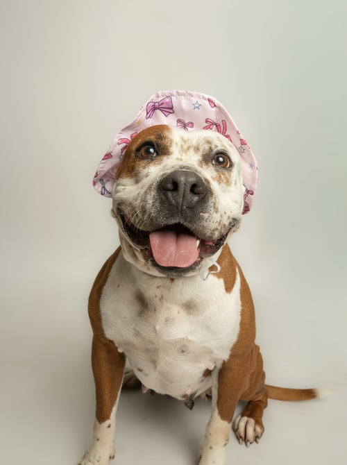 JUNE BUG - Pit Bull Terrier for adoption in Mesquite