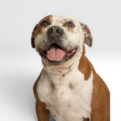 JUNE BUG - Pit Bull Terrier available for adoption