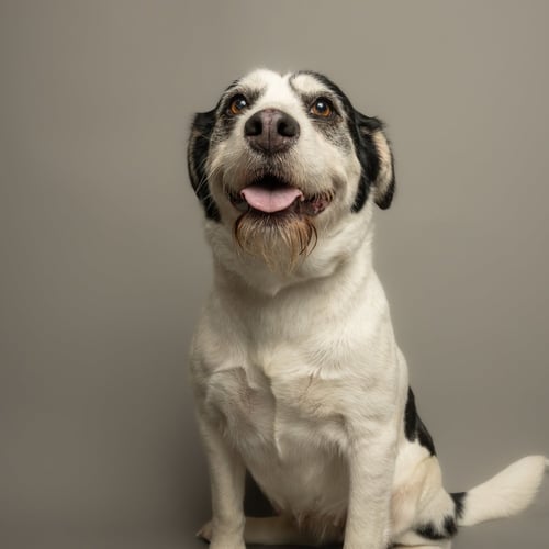 BONNIE - German Wirehaired Pointer / Galgo Spanish Greyhound available for adoption