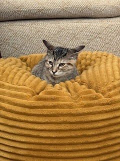 SAMANTHA - Domestic Short Hair available for adoption