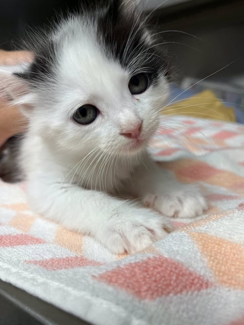 PARTON - Domestic Short Hair available for adoption
