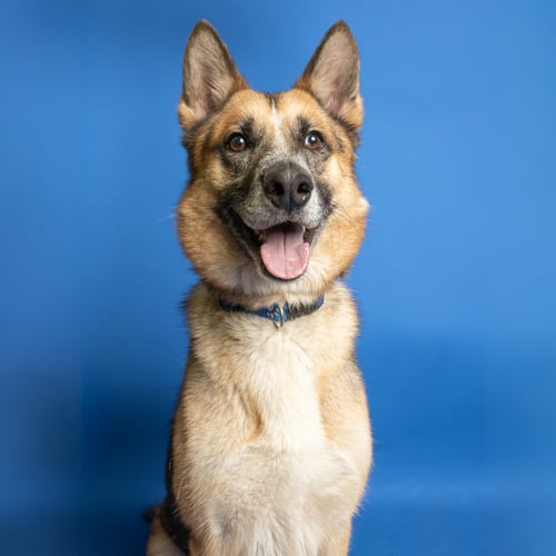 GRIFFY - German Shepherd Dog available for adoption
