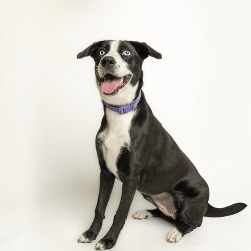 LIMA BEAN - Border Collie available for adoption