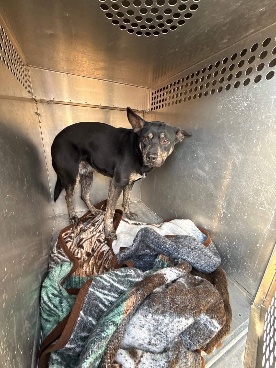 SADIE - German Shepherd Dog available for adoption