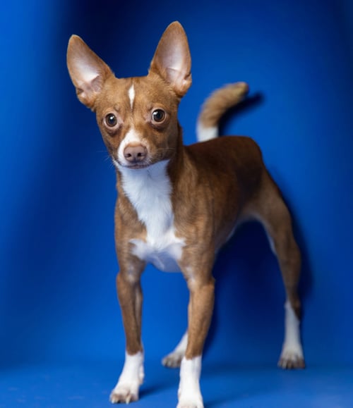 GINGER - Chihuahua available for adoption