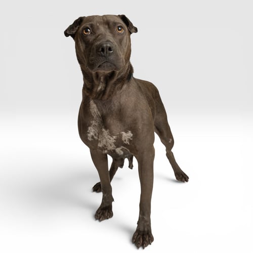 MOCHI - Chinese Shar-Pei available for adoption