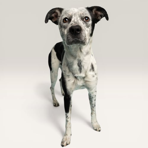 BIG TEX - Australian Cattle Dog/Blue Heeler available for adoption