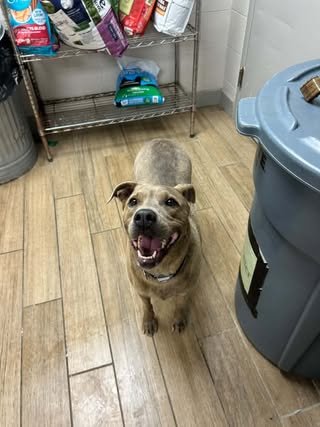 JEMMA - Staffordshire Bull Terrier available for adoption