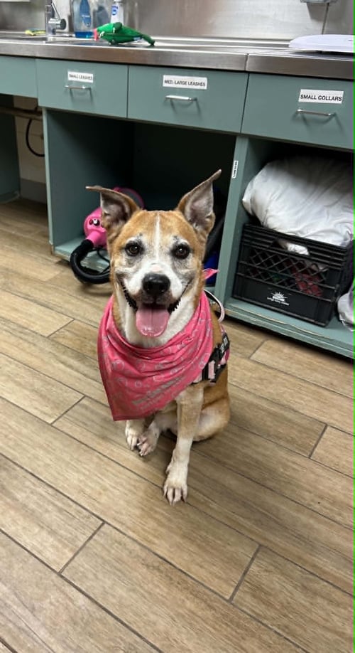MAY - Carolina Dog available for adoption